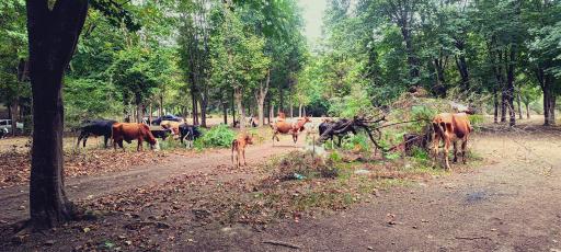 عکس جنگل بلیران