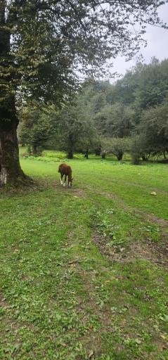عکس جنگل بلیران
