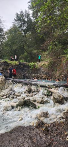 عکس جنگل بلیران