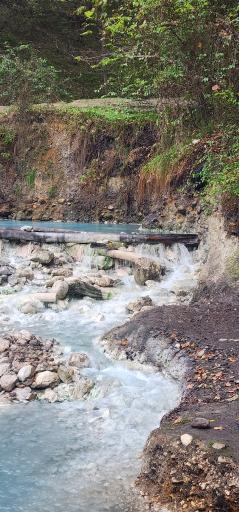 عکس جنگل بلیران