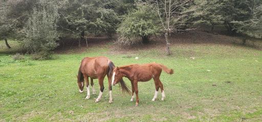 عکس جنگل بلیران