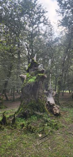 عکس جنگل بلیران