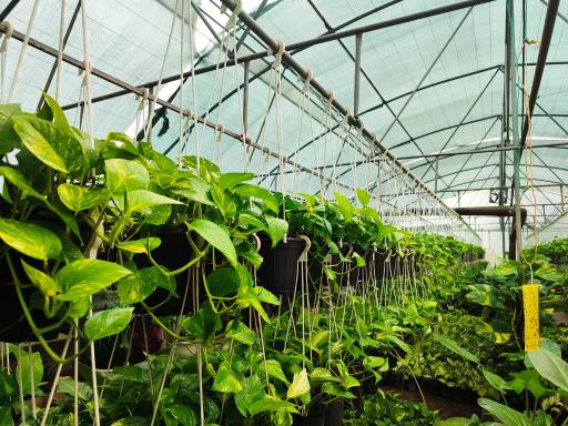 عکس گلسرای لاله