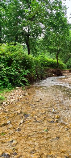عکس جنگل بلیران