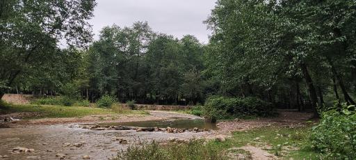 عکس جنگل بلیران