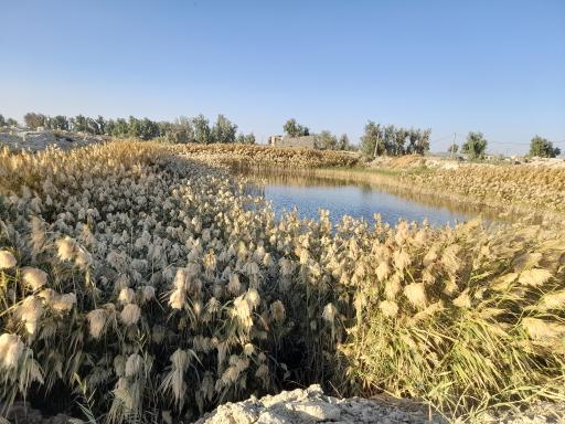 عکس کچیان