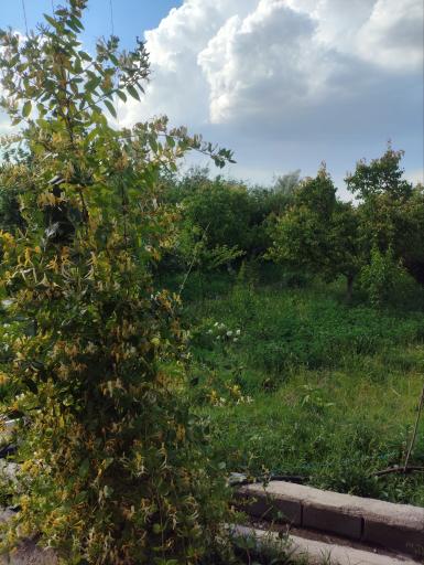 عکس کشکسرای