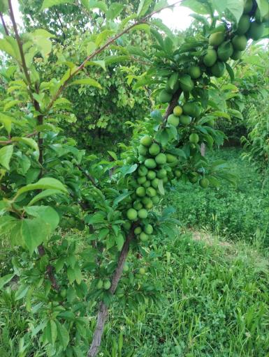 عکس کشکسرای