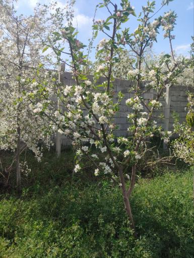 عکس کشکسرای