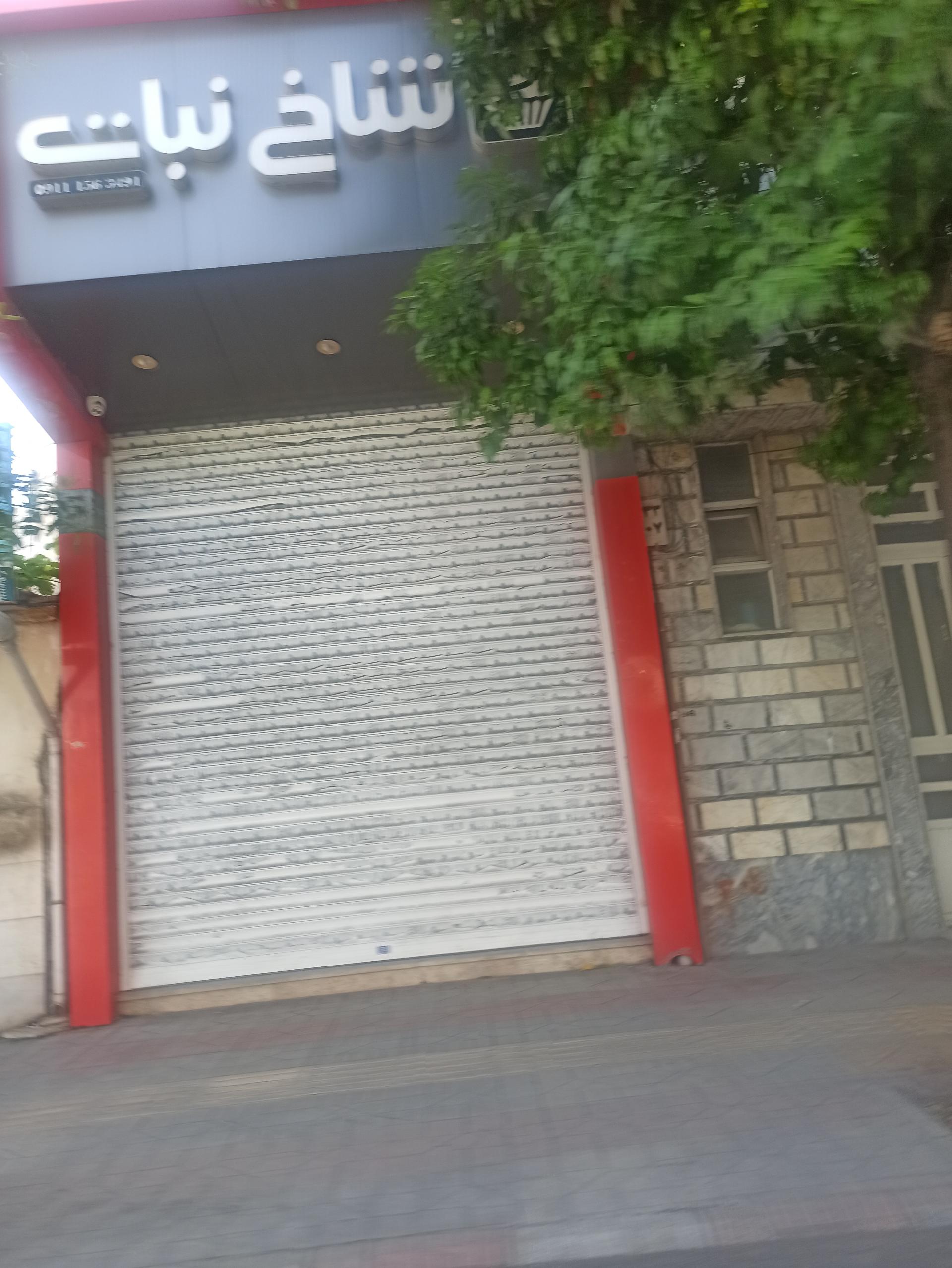 عکس قنادی شاخ نبات