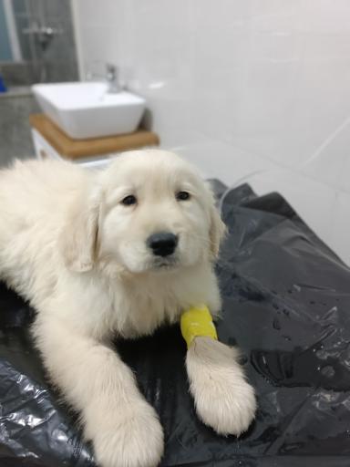 عکس کلینیک دامپزشکی صوفی