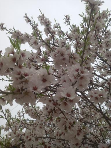 عکس لوجلی