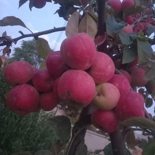 عکس لوجلی
