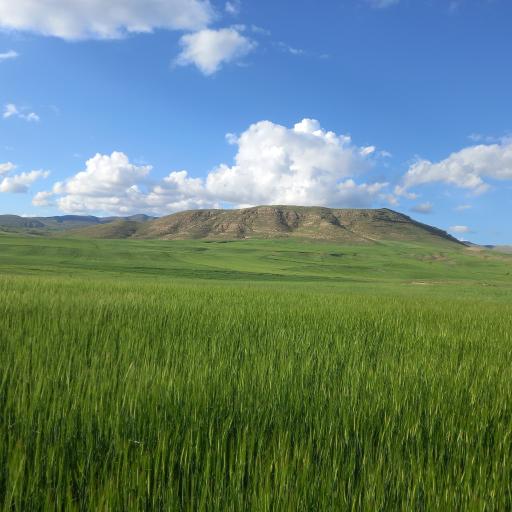 عکس لوجلی