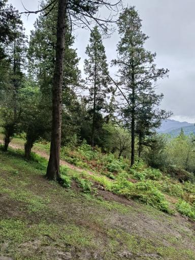 عکس پارک جنگلی آذر رود