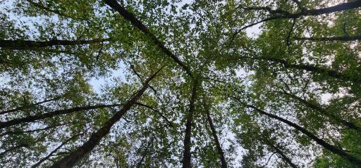 عکس پارک جنگلی آذر رود