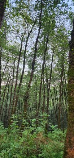 عکس پارک جنگلی آذر رود