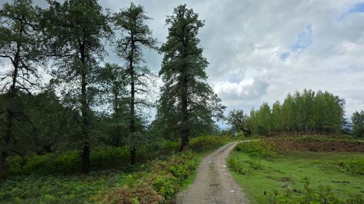 عکس پارک جنگلی آذر رود