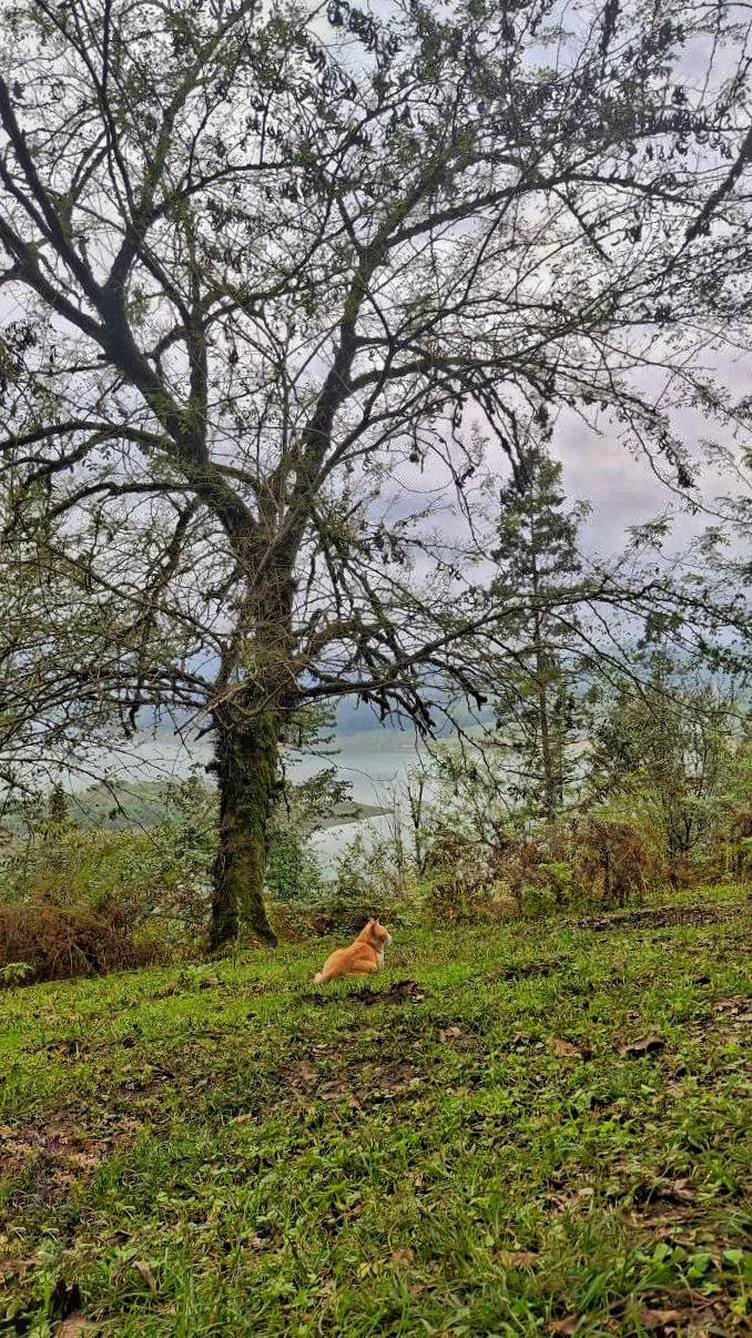 عکس پارک جنگلی آذر رود