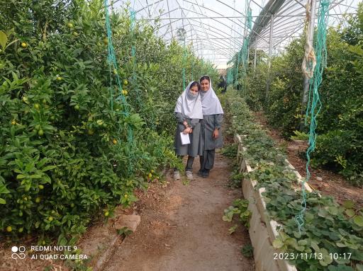 عکس گلخانه پالیز