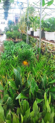 عکس قصر گل دهکده