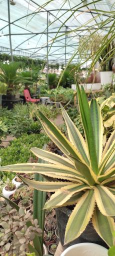 عکس قصر گل دهکده