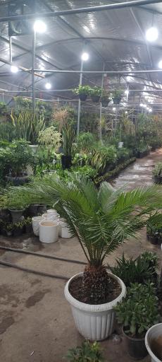 عکس قصر گل دهکده