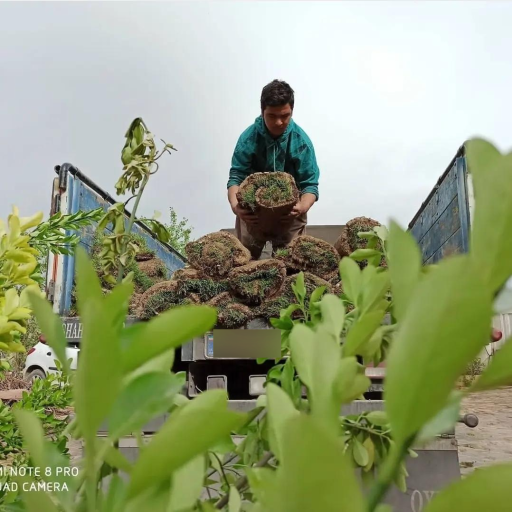عکس فروشگاه چمن مصنوعی جهان