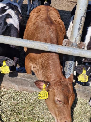 عکس دامداری ایزدی