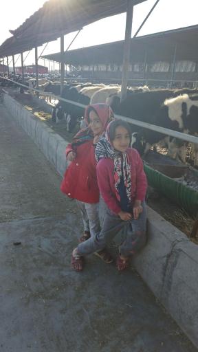 عکس دامداری ایزدی