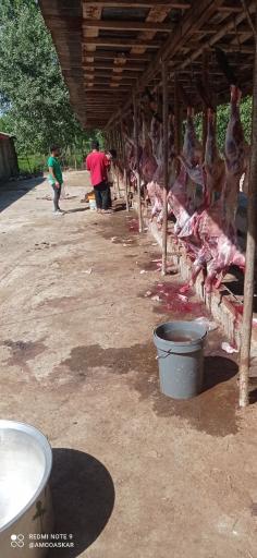 عکس مزرعه عمو عسکر