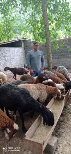 عکس مزرعه عمو عسکر