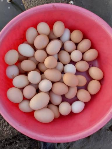 عکس مزرعه عمو عسکر