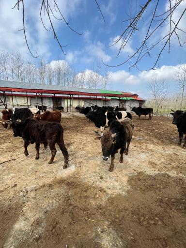 عکس مزرعه عمو عسکر