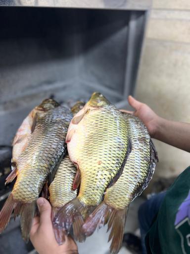 عکس کباب زغالی سعید