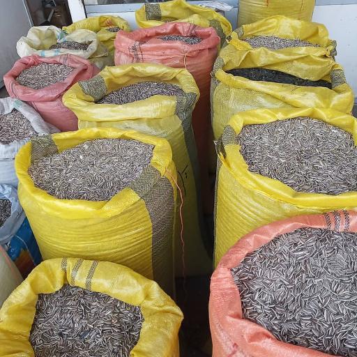 عکس خشکبار علیزاده