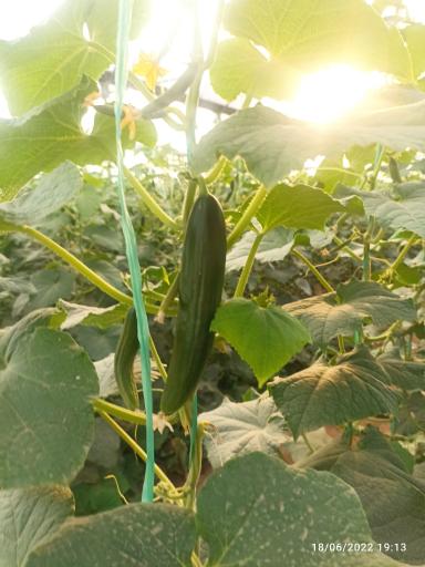 عکس مجتمع کشاورزی ثامن