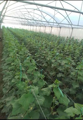 عکس مجتمع کشاورزی ثامن