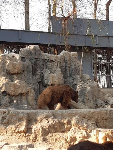 عکس خرس قهوه ای - Brown Bear