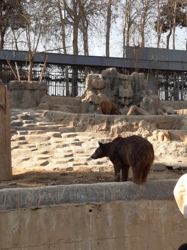 عکس خرس قهوه ای - Brown Bear