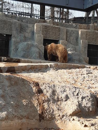 عکس خرس قهوه ای - Brown Bear