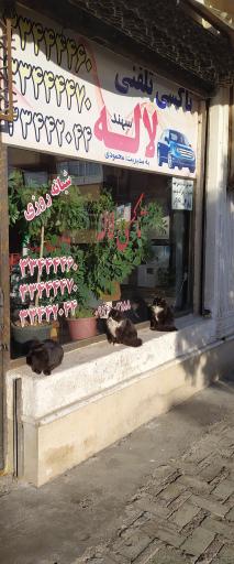 عکس تاکسی تلفنی شبانه روزی  لاله