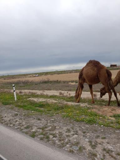 عکس بندرترکمن