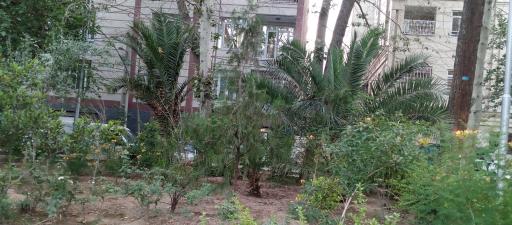 عکس بوستان شکوفه