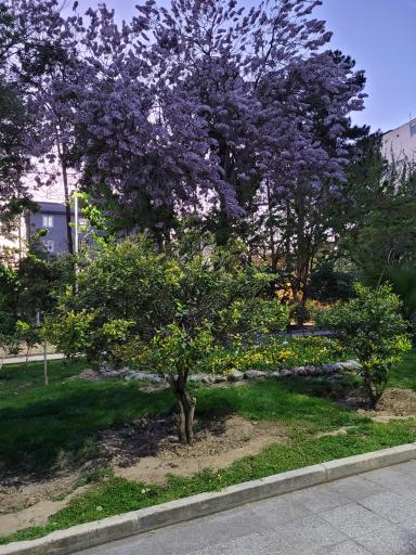 عکس بوستان شکوفه