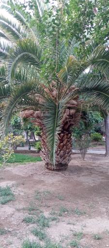 عکس بوستان شکوفه