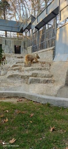 عکس خرس قهوه ای - Brown Bear