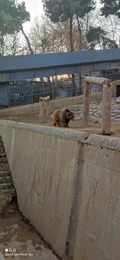 عکس خرس قهوه ای - Brown Bear