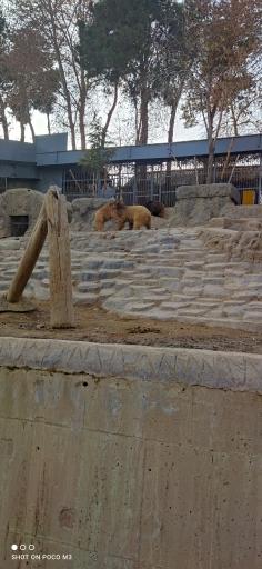 عکس خرس قهوه ای - Brown Bear