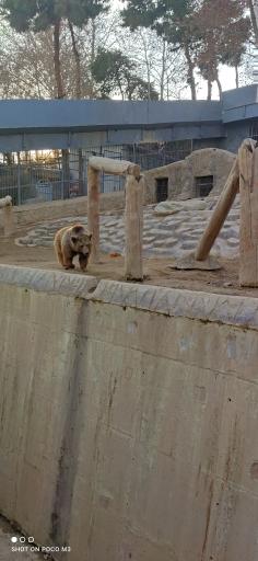 عکس خرس قهوه ای - Brown Bear